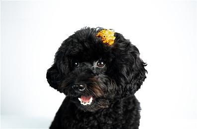 暗黑2制作人批评《星空》主菜单界面 B社：我们一直这么设计